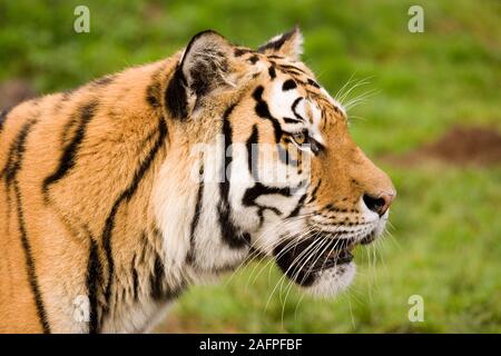 AMUR oder SIBIRISCHER TIGER (Panthera tigris altaica). Kopf hoch, Profil. Die Streifenmarkierungen auf jedem Tier sind variabel in Breite und Länge. Identifikation. Stockfoto