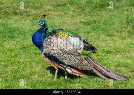 Victoria, British Columbia, Kanada. Indische Pfau, Pavo christatus'. Männliche Pfau. Stockfoto