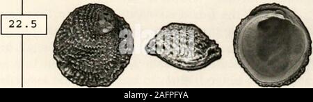 . Bulletins der amerikanischen Paläontologie. ii 0 f m^rl Wj Wki V-I^v^-^ D1 Text-Abbildung 66.- Pelecypods mit shell Oberflächen Lager spii cnt. A-C. Piiutiula imh, OBERFLÄCHE MIT SPINOSE ORNAMENT Pinctada iinhrkalaText - Abbildung 66 A-C AMOCO Taxon #. - 2165 Diagnose. - zerbrechlich, Perlmutt Muscheln, bis 25 mm longat das Scharnier. Intern gibt es eine starke vertikale ridgebelow der Umbo. Intakte Schalen tragen Reihen von flachen radialspines (Text-Bild. 66 A), sondern wegen ihrer fragilitythe üblichen Muster ist glatt (Text-Bild. 66 B, C). Erläuterungen. - Der viele Hunderte Dieser shellsfound in unseren Proben, dem Muster in Te gezeigt Stockfoto