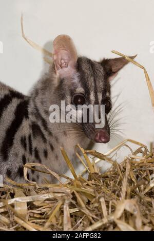 OWSTON VON PALM CIVET (Chrotogale owstoni). Porträt Stockfoto