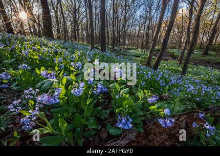 Ein April Sonne zum Aufwärmen eine Feder woodland Blühende mit Virginia bluebells (Mertensia virginica), eine Feder vergängliche Blume unter den Bäumen gefunden Stockfoto