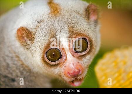 SLOW LORIS (Nycticebus coucang). Stockfoto