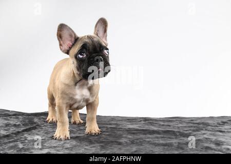 Cute Baby Französische Bulldogge Welpe Hund mit Welpen Augen-Studio Fotografie Stockfoto