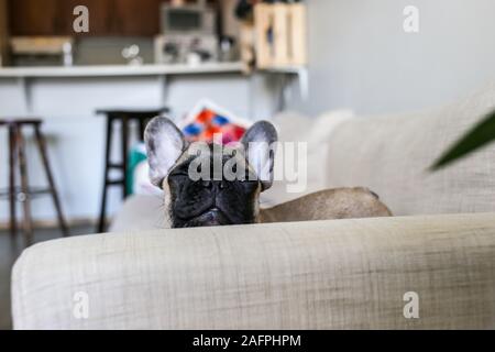 Lustige Französische Bulldogge Welpen über Couch lugen winking Stockfoto