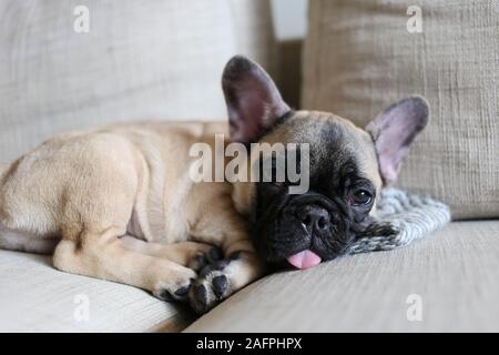 Kleine französische Bulldogge Welpen schlafen auf der Couch mit herausgestreckter Zunge Stockfoto