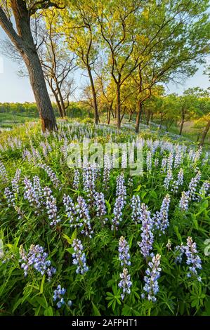 Landschaft Szene der wilde Lupinen (Lupinus perennis) mit schwarzen Eichen (Quercus velutina) auf einer Düne schwarz Eiche Savanne Düne an der Indiana Dunes National Park Stockfoto