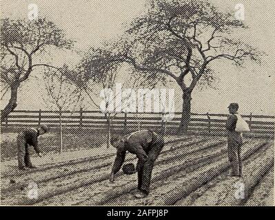 . Biggle Garten Buch; Gemüse, kleine Früchte und Blumen für Vergnügen und Profit. r Aussaat, wenn der Boden isdrier, Gegenstand der Programme sind häufig die vier oder fünf Zoll tief inmellow, leichte Böden. Ich persönlich dafür tief plantingfor alle Erbsen in der durchlässigen Garten - fünf oder sixinches Wenn Boden Bedingungen zulässt. Wenn dies prac-tised ist es sicherer, das Saatgut nur etwa threeinches auf den ersten zu decken, wird der Rest des coveringinto der Furche, wenn die Erbse Sprossen sind nur com-Ing durch die ersten abdecken. Diese Doppel-coveringprecaution versichert die Fähigkeit der Rosenkohl zu pushthrough zum Th Stockfoto