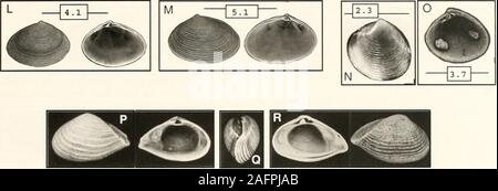 . Bulletins der amerikanischen Paläontologie. Text-Abbildung 63.-- Pel. H. Polymesoda Polymesodu iinirltiiiniText - Abbildung 63 E-F, HAMOCO Taxon #. - 2140 Diagnose. - In der Regel eiförmig Dämme mit variablesurface Features. Durch die langen, schmalen socketslying entlang der dorsalen Rand des rechten Ventils (Text-Bild gekennzeichnet. 63 E, Pfeile), in die die scharfen Kanten des Gummilagers Ventil (Text-Bild. 63 F) sind eingefügt. Erläuterungen.- Polymesoda nicht ohne Weiteres identifi ziert werden - in der Lage, von außen allein. Die lange nanowsockets des rechten Ventils und der Zähne, die intothem fit sind die Diagnosemöglichkeiten. Die Außenbereiche sind Muschelschalen Stockfoto