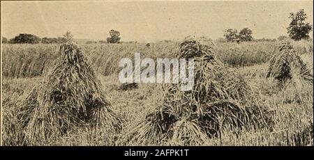 . Currie's Farm und Garten jährliche: Frühjahr 1916. nsively von allen unseren Landwirten angebaut. Ist es einer Zahlstelle aus Getreide, auch auf die armen, sandigen Böden. Es ist auch ein sehr wertvolles Erntegut mit dem Samen der Gräser. Frühling - Diese Rve ist von unschätzbarem Wert als Zwischenfrucht für die Aussaat, wo im Winter Weizen ausgefallen ist. Peck 60 c; Scheffel $ 2,00. Wisconsin Stammbaum Roggen - eine Belastung der Winterroggen nach einem Dutzend Jahren des mostcareful selektive Zucht an den Wisconsin experimentelle Station gesichert. Es war developedfrom Petkus, aber das neue Korn outyields selbst das feine, Sehr hoher Ertrag sortieren. Thestraw ist verv Lange, starke und steif, nicht Lod Stockfoto