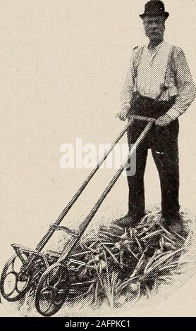 . Biggle Garten Buch; Gemüse, kleine Früchte und Blumen für Vergnügen und Profit. Die bunchesare einheitlicher Größe, Andthat die Zwiebeln sind sauber und hell (siehe Bild). Es ist sehr schwer, in den Vordergrund - der zwiebelmarkt werfen. Einige Jahreszeiten das earlymarket ist das Beste; atother mal die bestprices später gewonnen werden. einheitlicher Größe andonions sauber variieren in verschiedenen Gemeinden. Hier verwenden wir eine flache Kiste die Zwiebel 79. Graben ZWIEBELN MITEINEM HAND HARVESTER erste Schicht gemütlich gegen Ende der Kiste, andthose des nächsten gegen die Abteilung vorstand, aninch Raum zwischen eachlayer Oni links Stockfoto