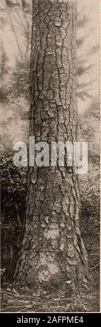 . Handbuch der Bäume im nördlichen Staaten und Kanada östlich der Rocky Mountains. Foto - beschreibend. PITCH PINE. Pinus rigida Mühle, Stockfoto