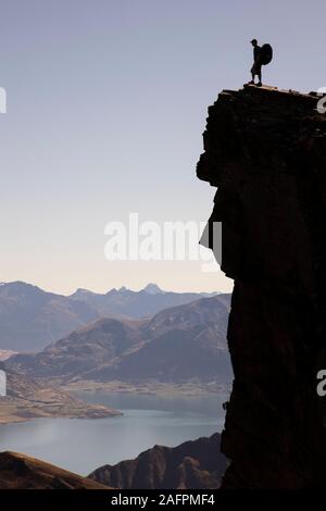 Mann stand auf einem steilen, felsigen Berg, Südinsel, Neuseeland Stockfoto