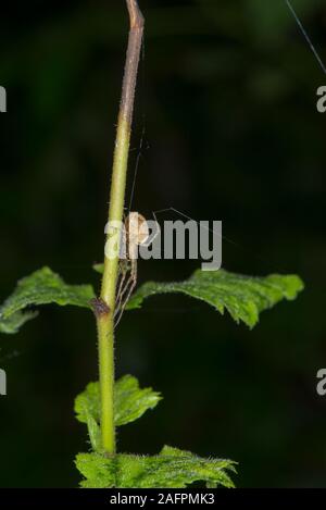 Quinault, Washington. Quinault Regenwald, Olympic National Park. Orb weaver Spider auf pflanzlichen Stammzellen. Web machen Seide aus Spinndüsen. Stockfoto