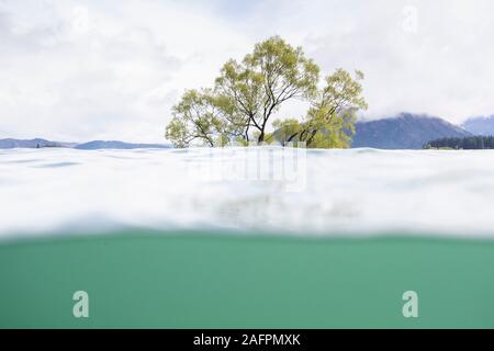 Der Wanaka Baum, in einer größeren Überschwemmung, Südinsel, Neuseeland Stockfoto