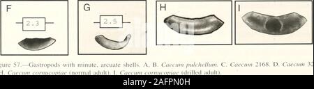 . Bulletins der amerikanischen Paläontologie. Text-Abbildung 57.-Meeresschnecken mit Minute, anitidiim. H. Caecum Füllhorn (normal nach 3279. E.F.G.Caeci Muschelschalen in Florida Bay: Shaw Referenzen. - Warmke und Abbott, 1961, S. 67, Textfig. 15 a; Moiris, 1975, S. 139, Pi. 41, Abb. 7; Abbott, 1974, S. 91, Abb. 866; Rehder, 1981, S. 420, Abb. 104; Emerson und Jacobson, s. 70. pi. 20, Abb. 4. Caecum nitidiimText - Abbildung 57 E-G AMOCO Taxon #. - 2080 Diagnose. - Glatte caecids mit einem aufgepumpten arcu-ventrale ate Profil (Text-Bild. 57 E) und. In vielen speci - mens, mit einem komplementären Buckel auf der dorsalen Seite (Text-Bild. Stockfoto