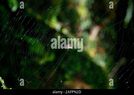 Quinault, Washington. Quinault Regenwald, Olympic National Park. European Garden Spider, Araneus diadematus sitzen in einem sehr großen Web. Stockfoto