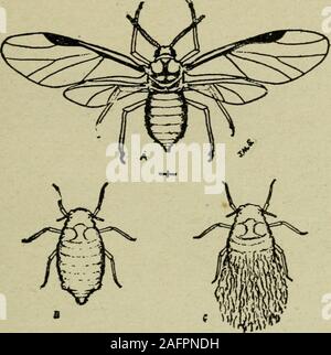 . Die Frucht-growers Guide - Buch. ^ Orte dieses Insekt ist problematischer als die Grünen aphis. Es lässt sich durch seine rötliche Woolly Aphis 135 lila coloi anerkannt. ind llie Während, wolliges Absonderungen, die ap-Birne auf der Oberfläche seines Körpers, und von hichit leitet seinen Namen. Sie lebt auf den Wurzeln und auf der topsof Apfelbäume, die in der Regel auf den kleineren Wurzeln und in Gabel und auf die kleineren Äste der Tops. In winterit kann vollständig aus den Blick auf die befallene por verschwindet der Baum über dem Boden, sondern auf den Wurzeln es doesnot umkommen, obwohl seine Reproduktion erfolgt Stockfoto