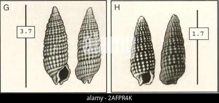 . Bulletins der amerikanischen Paläontologie. D A M^| l7. o | Q) E L A II^ Joh 1 y F A, A^M. - 1 - ff,. jL^ Jmk 22,0 1 22^Jr^ S^^ m1 Jftl&gt;. AV/Jb..-- t^W^w^^^^^^^^^^^). Text-tigure 5.-schmalen, hohen - spired Meeresschnecken mit siphonal mC. D. Cerilhiiini alralwn. E. Cerilhiiim ul^ icola. F Cerithium liltcn s an der unteren, linken und rechten oberen von Aperture. A, G, H. Cenlhiopsis fjreenil. Name - Cerithium lunscanim Sagen. 18.^2. Biofacies. - Gemeinsame sowohl im Norden als Subfaciesand sowohl zentrale Biofacies. Gelegentlich zu selten in otherbiofacies, außer Felsigen Ufer und Griechische Rock. s, von der es nicht zurückgewonnen wurde. Referenz Stockfoto