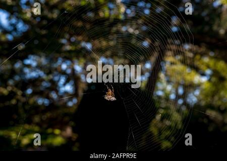 Vancouver, British Columbia, Kanada. Beacon Hill Park. European Garden Spider, Araneus diadematus. Spider mit Biene eingehüllt in web. Stockfoto