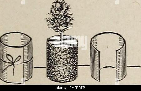 . Biggle Garten Buch; Gemüse, kleine Früchte und Blumen für Vergnügen und Profit. Sind hart - ened oder auf eine niedrigere Temperatur gewöhnt; und, zweitens, ihre Wurzeln durch den Umzug abgehärtet sind, und so leiden lesswhen den letzten Schritt auf dem offenen Feld; und, drittens, Sie gegeben werden, im Frühbeetkasten überwintert, mehr Raum wideand stämmigen zu wachsen. Züchter, die extra großen, stämmigen tomatoplants usw., sie manchmal mehrmals Transplant, eachtime geben Ihnen mehr Platz im Rahmen. **Im Bereich Kultur, die wichtigste Angelegenheit in thegermination der Samen ist die Versorgung mit Feuchtigkeit, sagt anexpert. Satisfact Stockfoto