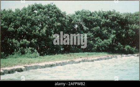 . Bulletins der amerikanischen Paläontologie. Text-Abbildung 45. - Eine allgemeine Ansicht ol den Shoreline Steilhang (im größten der unteren Arsnicker Tasten: Fotografiert im November ist. Ich 97 S. Muschelschalen in Florida Bay: Shaw. Text-Abbildung 46.- Ein erhöhtes und Erodierten steilkante am Rande des kleinen Schlüssel im Südwesten der größten Unteren Arsnicker drücken; die steilkante isine Zoll (19,0 cm) hoch; 7. Oktober fotografiert. 1984. Stockfoto