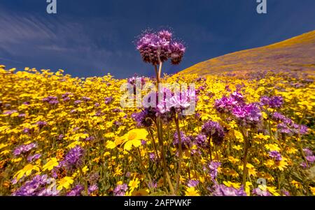 März 31, 2019 - CARIRIZO PLAIN NATIONALEN MONDUMENT (BLM) zentralen Kalifornien, USA - Wildblumen im Frühling uper Blüte "nach Regen in zentralen Kalifornien in der Nähe von Soda See & Cuyama Stockfoto