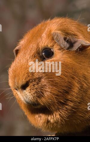 GUINEA-SCHWEIN (Cavia porcellus). Kopf. Gesichtsdetails. Nahaufnahme Hochformat. Alternativer Name von Cavy. Inland. Haustier. Stockfoto