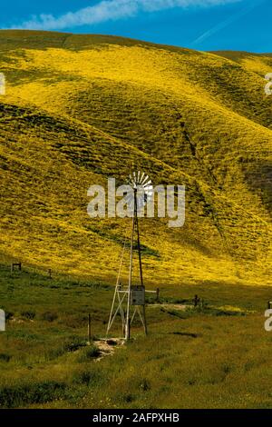 März 31, 2019 - CARIRIZO PLAIN NATIONALEN MONDUMENT (BLM) zentralen Kalifornien, USA - Wildblumen im Frühling uper Blüte "nach Regen in der Nähe von Soda See & Cuyama zeigt Mühle Stockfoto