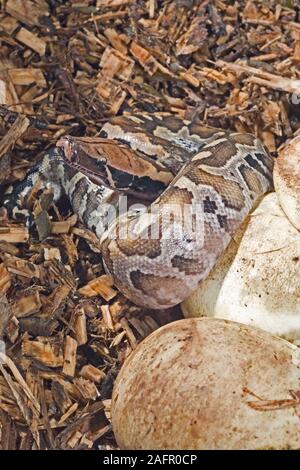 Blutpython (Python curtus). Hatchling" entstand aus einem Ei. Heimisch in Malaysia, Borneo und Sumatra, in Südostasien. Stockfoto