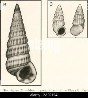 . Bulletins der amerikanischen Paläontologie. Er Playa Biofacies. A./,)/viii, den Schlüssel hatte einen felsigen anstatt einer schlammigen Ufer. Der Rarespecimens eksewhere Tectaiiiis wurden gefunden, aber Leuchtet - toriiui und Nerita waren nicht. Verteilung: Alle Schlüssel in Florida Bayhave schlammigen Ufer, so dass diese biofacies ist nur auf der atlantischen Seite des Rock Schlüssel Schlüssel Largosouthward, wo Wellen - Rock ausgesetzt gefunden hat. Ökologische Faktoren, die wir in der Diskussion über den Übergang zwischen der zentralen Inneren und Äußeren Biofacies, Tran-seimelUi conradina und Brachidontes exitstiis innumbers mit variieren erwähnt Stockfoto