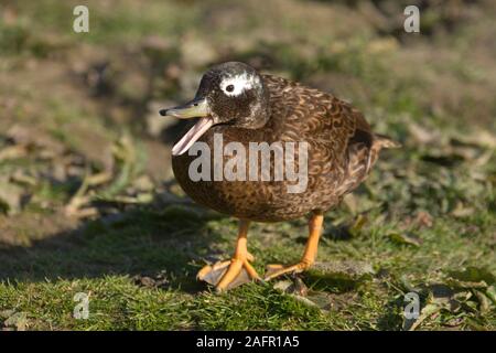 LAYSAN TEAL (Anas laysanensis). Das Einrasten an einem vorbei fliegen. Gefährdete Arten. Stockfoto