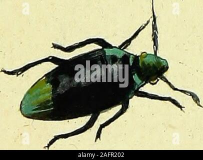 . Johann Euseb Voets Beschreibungen und Abbildungen hartschaaligter Kämpfen, Coleoptera Linn. Aus dem original getreu übersetzt, mit der in selbigem fehlenden Synonymie und beständigen Kommentar versehen.