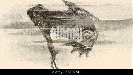 . Die animans und Mann; eine elementare Lehrbuch der Zoologie und Humanphysiologie. hroat. Die kröte Kaulquappen sind schwärzer als die Frösche oder Sala - manders, und ihre Metamorphose durchlaufen während der smallersize als jene von Fröschen. Wenn Sie verlassen das Wasser theytravel für lange Distanzen, zusammen hopping so energisch, dass Ina wenige Tage als eine Meile vom Teich wherethey geschlüpft waren. Sie selbst von Tag verbergen, butwill erscheinen nach einer warmen Dusche; diese plötzliche appearanceof viele kleine Kröten manchmal die falschen notionthat sie mit dem Regen gefallen sind. Es gibt etwa ein Stockfoto