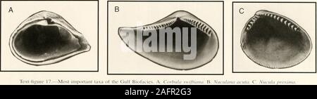 . Bulletins der amerikanischen Paläontologie. Text-ligLire 16.- MostD. Baihatia cancellaria. Ich der Griechischen R (canwa. F. Cerithiopsis gr Muschelschalen in Florida Bay: Shaw 25. Text-Abbildung 17.- Mosl wichtige Taxa der Golf Biofacies. A. Corhiil, dominante TAXA: Fünf Taxa der firsthalf dieser Fauna: Corbula swiftiana (13,5 %) (Text-Bild. 17 A), Chione canceUata (12,5%) (Text-Abb. lOB). Transennella stimpsoni (12,3%) (Text-Bild. IOC), Nii-longet Proxima (9,8%) (Text-Bild. 17 C) und Nucitlanciacuta (5,0%) (Text-Bild. 178). KEY TAXA: Chione Transennellastimpsoni canceUata und kommen in fast allen Teilen der Stockfoto