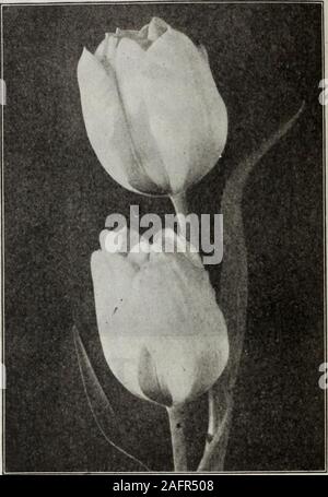 . Zwiebeln und Samen: Herbst 1920. An zehn Preise geliefert, und nicht weniger als 25 von 100 Preise. M. FÄHRE & Co., Detroit, Mich. Einfache frühe Tulpen - Fortsetzung weiss und rosa oder roten Häuschen Maid {La/^r^ - jeder Lo loodense) ein d. Weiße bor-rosa Ihre; Die pinkshading zu Carmine - Rose; ausgezeichnete Zwerg bedder.. 8 60 I5 50 * Joost van Vondel. B m. Deep Cherry-Rot/Weiß ans Werk, Blumen der größten Größe 8 60 5 00 * La Reine (Queen Victoria) VI. Weiß, schwach flush-ed mit Rose; viel für Zwingen und eine goodbedder 8 60 5 50 Rosa Schönheit. B m. Eine bezaubernde bedder. glühende Cherry - rose Andwhite; sehr Stockfoto