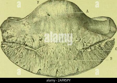 . Die standard Pferd Buch, bestehend aus der Zähmung, Controlling und Bildung der unversehrten und bösartige Pferde. Iig-llI. Piffll a1^ Stockfoto