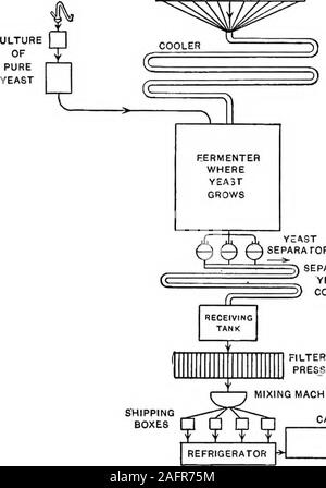 . Lebensmittel, deren Zusammensetzung und Herstellung; ein Lehrbuch für Klassen in Haushalt Wissenschaft. Abb. 18.- Hefezellen. Mehlmischungen, BROT UND GEBÄCK 59 [[BARLEYMALT SOURINGTANK.. Stockfoto