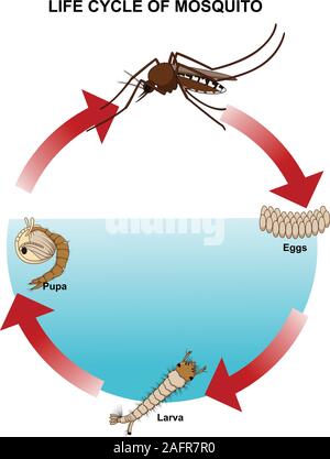 Lebenszyklus von moskito Stock Vektor