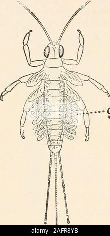 . Die animans und Mann; eine elementare Lehrbuch der Zoologie und Humanphysiologie. dadult schnell Probleme. Die erwachsenen Mayfly nimmt keine Nahrung andlives nur ein paar Stunden, oder höchstens ein paar Tage. Die Mai-Fliegen haben die kürzeste erwachsenen Stadium aller Insekten. Thefemale fällt ihre Eier ins Wasser. Motten und Schmetterlinge zählen zu den attraktivsten andinstructive Insekten zu sammeln und zu klassifizieren und hinten als Raupen und chrysalids in theschoolroom oder zu Hause. Einigen der schönsten und größten butterfliesand strikingmoths aller Thecountry und ihre Eier gemeinsam sind, oder bieten-Säulen mindestens, Stockfoto