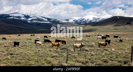 24. Mai 2019, LEMHI PASS, Montana, USA - Rinder grasen, Lemhi Pass, Montana Stockfoto