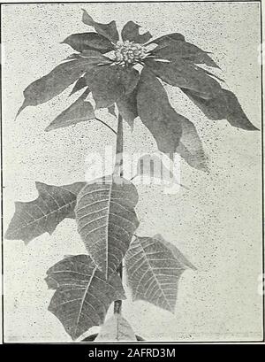 . Die Farquhar Herbst Katalog: 1921. Phoenix Ecsbelinl. STREPTOSOLON. (BroicaUia Jamesoni.) Eine ausgezeichnete Winter - blühende Weinstock, withbright orange Tubular - geformte Blüten. Plantsin 5-in.-Töpfe, 75 cts. Jedes; S 7,50 pro Doz. SWAINSONIA. Weiß. Ein sehr Hand - einige Kletterer für thegreenhouse, mit Gnade - ful Laub, und bearingsprays von Sweet Pea - geformte Blüten. 50 cts. Jedes; S 5,00 pro Doz. Größere Pflanzen, 75 cts. Jedes; S 7,50 pro Doz. TRADESCANTIA Zebrina.. Eine nützliche Trail- Anlage für Hang-ing Körbe oder windowboxes, mit variegatedfoliage. 35 cts. Jedes; S 3,50 pro dtz.. Der weihnachtsstern. Herbst Katalog. 1921. 49 Stockfoto