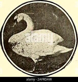 . Amerikanische Häuser und Gärten. Bob weiss OSlVroC Capercailzies QuailPartridges und Fasane. Schwarz Spiel, wilde Truthähne, Wachteln, Hasen, Rehe, etc., für die Vorratshaltung. Fancy Fasane, Pfauen, Schwäne, Kraniche, Störche, Gänse und Enten, Füchse, Eichhörnchen, Frettchen, etc., und alle Arten von Vögeln und Tieren. WILLIAM J. MACKENSEN, NaturalistDept. C YARDLEY. PA.. G. D. TILLEY Naturforscher schönen Schwäne, FancyPheasants, Pfauen, Kraniche, Störche, Enten, Flamingos, Spiel andGeese andCage Vögel. Alles, was in der Vogel die Leitung vom aCanary zu einem Strauß Ich bin die älteste und größte Stockfoto