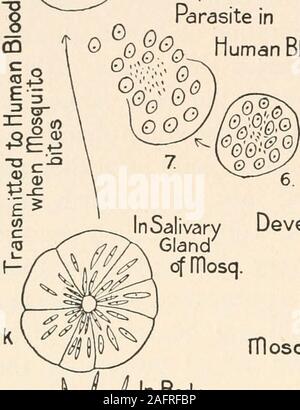 . Die animans und Mann; eine elementare Lehrbuch der Zoologie und der menschlichen Physiologie. Entwicklung der Parasiten in 0-Q® 0 menschlichen Blut. Einige können in den Magen J*L°f der Moskito, wenn er beißt InSalivary DevelopmentGland 7 offTlosq berücksichtigt werden. in der rTlosquito K fl 1%/n Body&gt;fi} U Hohlraum von Stockfoto