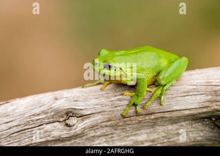 EUROPÄISCHER STRIPELESS-BAUMFROSCH (Hyla meridionalis). Auf einem abgestorbenen Baumzweig in exponierter Position. Profil. Spanien. Stockfoto