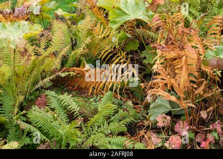 Matteuccia Struthiopteris. Federball Farn verfallenden im Herbst Stockfoto