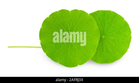 Indisches Wassernabelkraut (Centella Asiatica (L.) Urban.) Gehirn-Tonikum pflanzliche Pflanze. Stockfoto