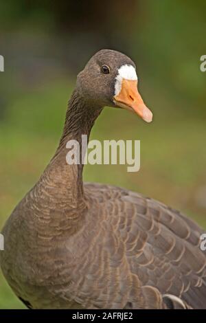 Grönland white-fronted goose (Anser albifrons Flavirostris). DALGETY und SCOTT Stockfoto