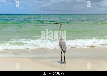 Great Blue Heron (Ardea herodias) zu Fuß am Meer Stockfoto