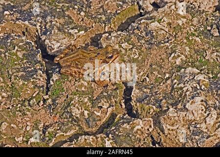 Gewöhnlicher FROSCH (Rana temporaria), während der Trockenheit auf dem Grund eines ausgetrockneten Teiches. Sommertrockenheit. Klimawandel. Unzuverlässige Regenfälle und Feuchtgebiete. Stockfoto