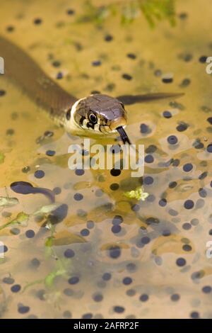 Ringelnatter (Natrix natrix). Junge Schlange auf der Suche nach kaulquappen (Rana temporaria), unter laichen. Feder. Stockfoto